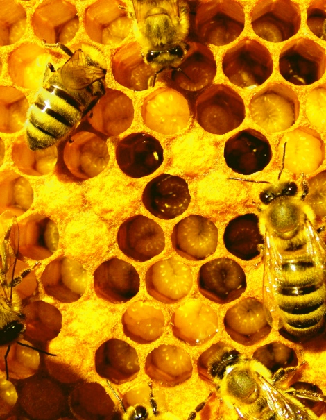2-division_of_labor_bees_w_larvae